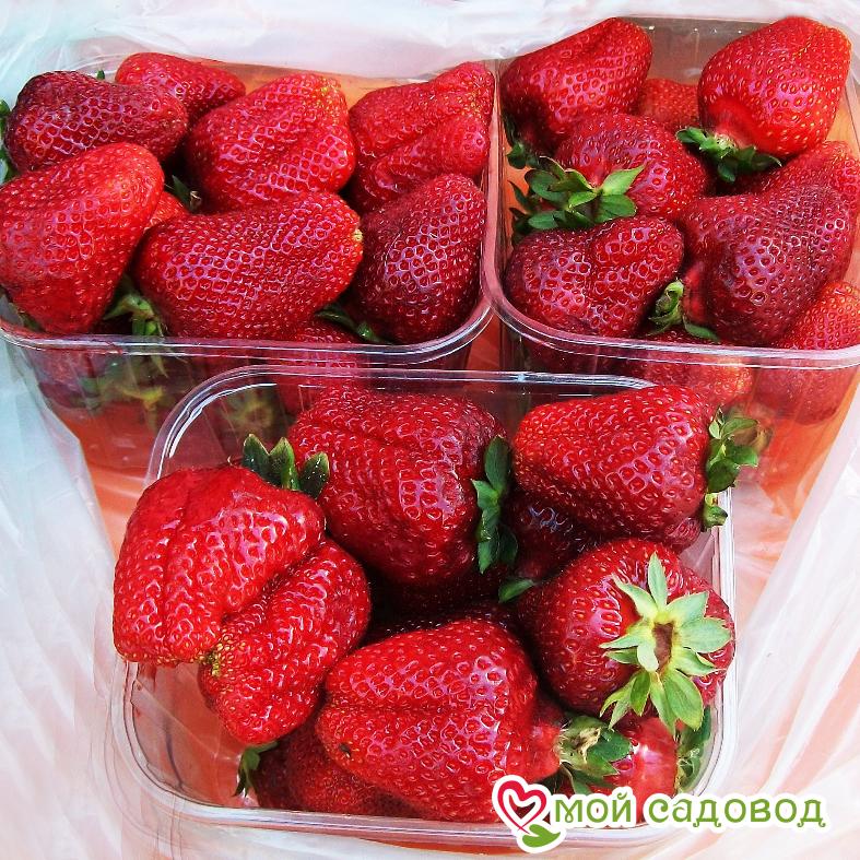 Клубника ремонтантная Королева Елизавета