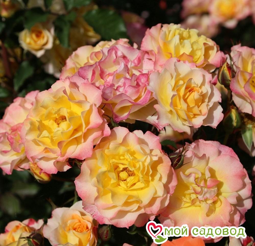 Роза ЛандЛуст