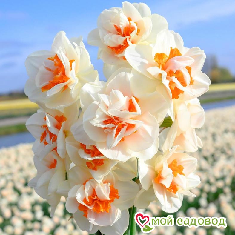 Нарцисс махровый Гай Кибо