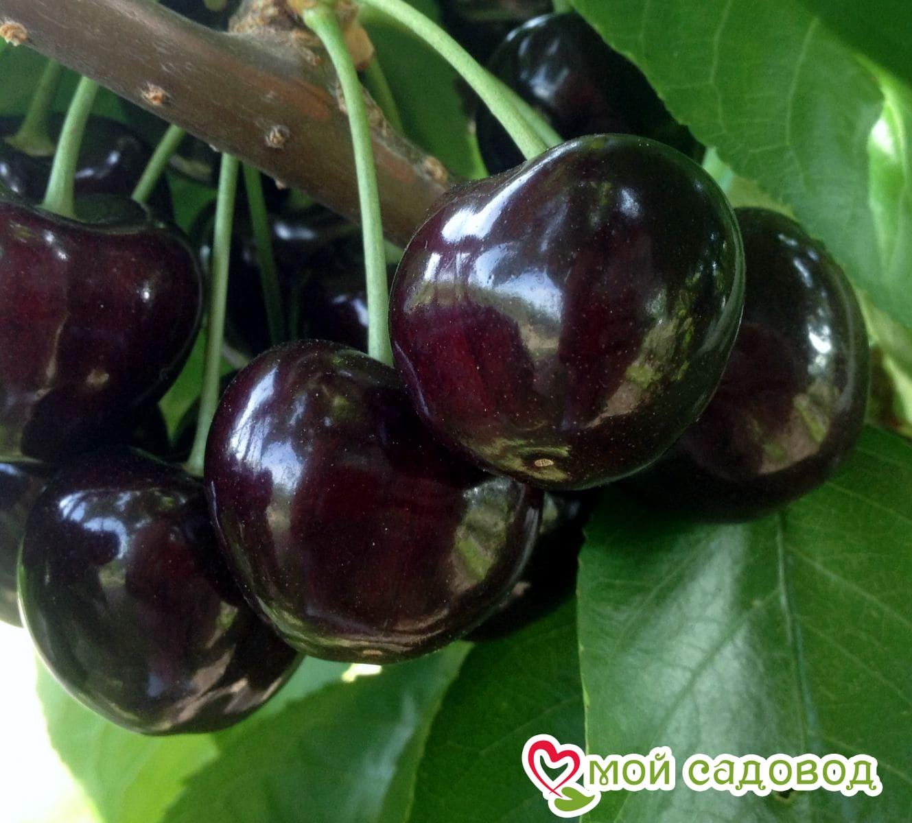 Черешня Черный Принц