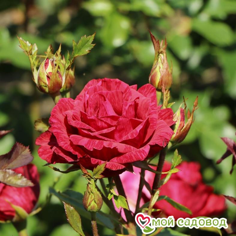 Роза Ред Интуишн