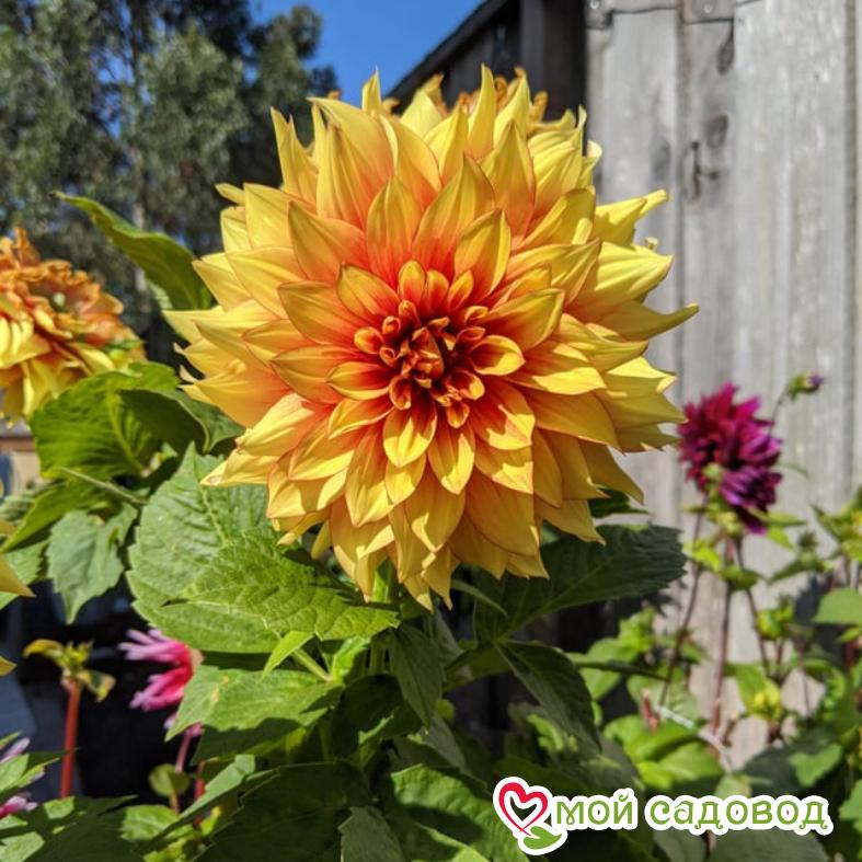 Георгина декоративная Дэззлинг Сан (DAZZLING SUN)