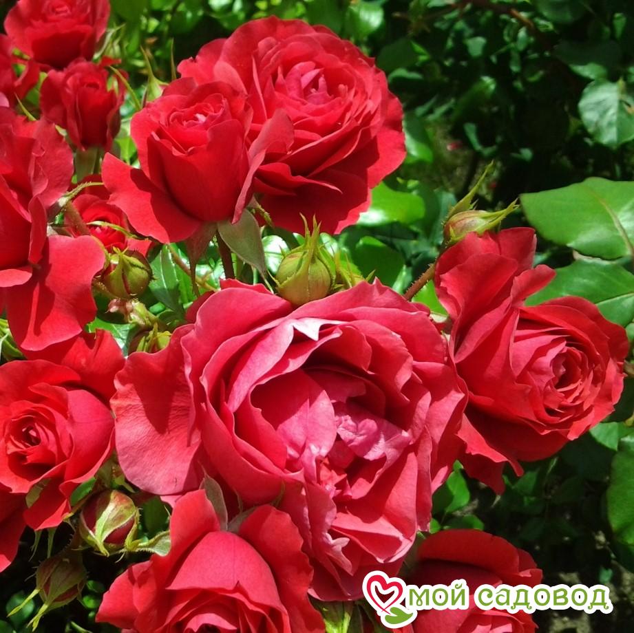 Роза флорибунда Блек черри