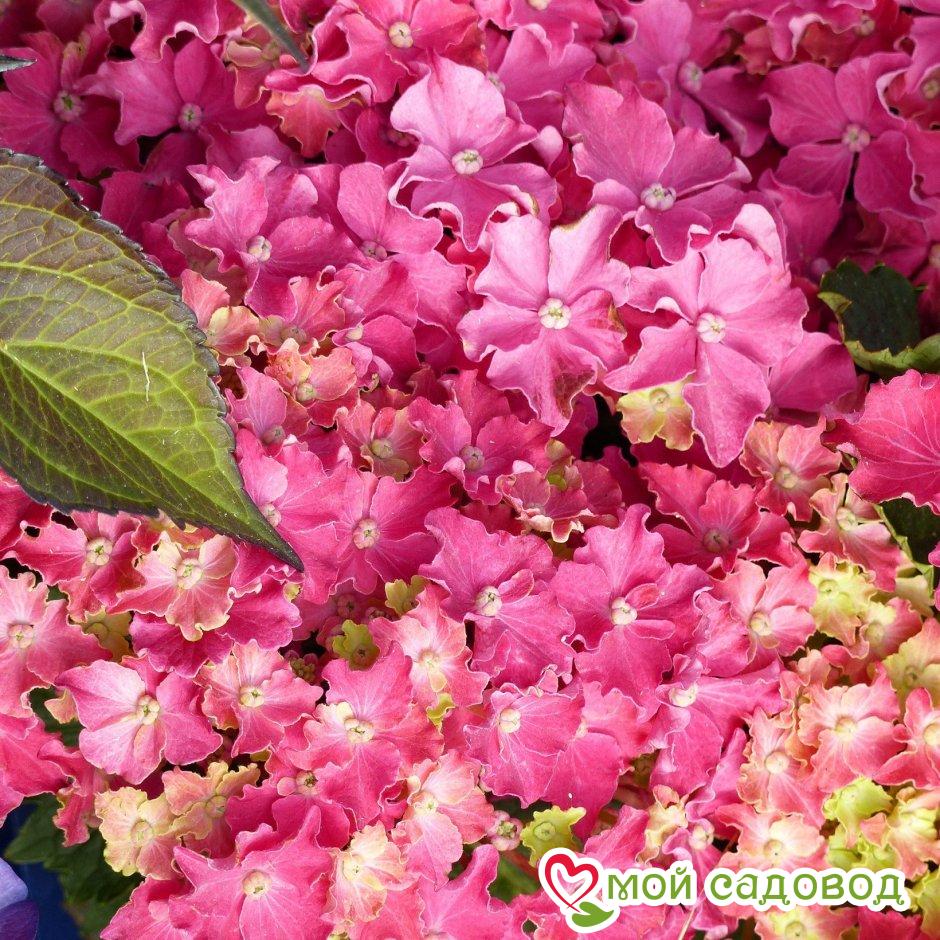 Гортензия Спарк хот Пинк