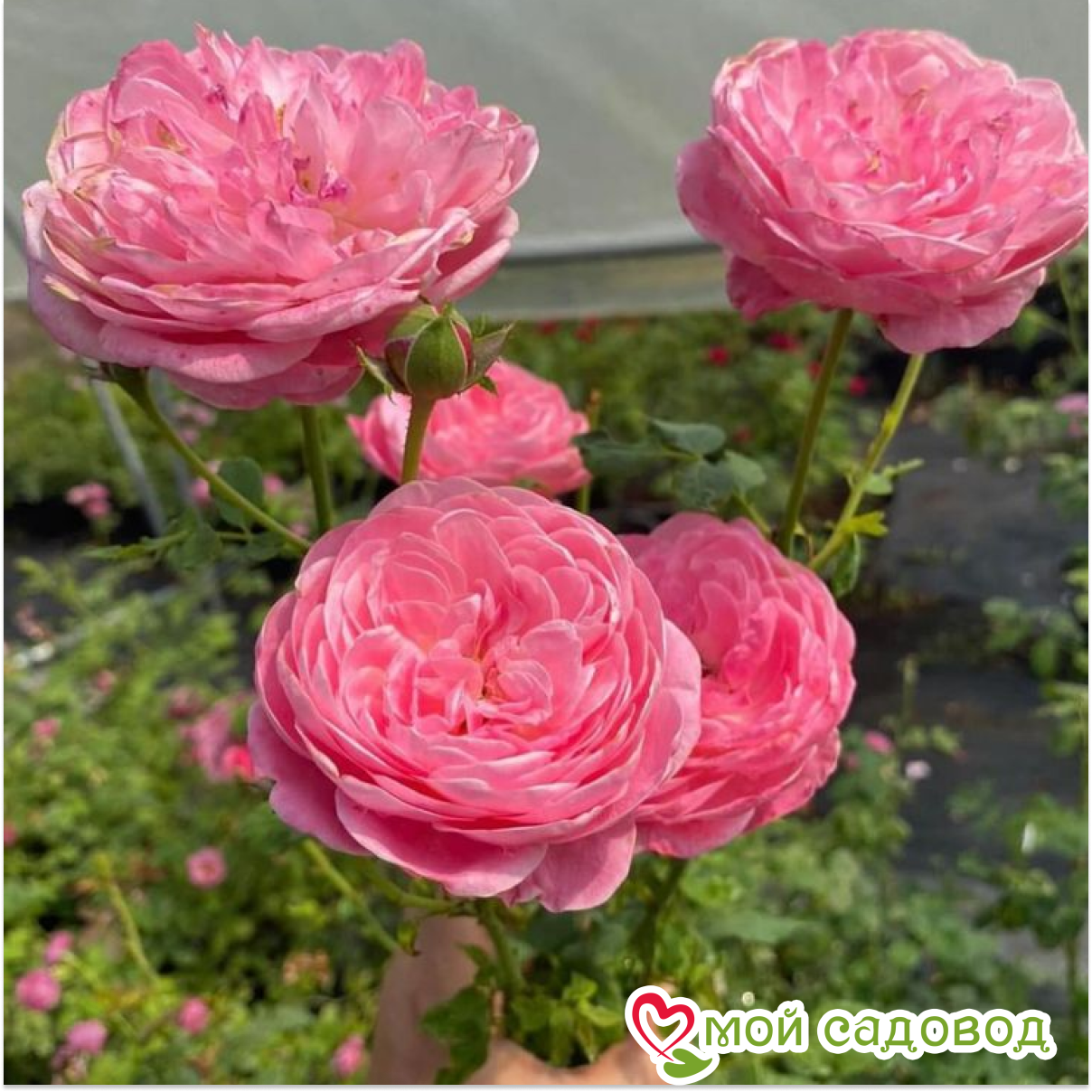 Роза кустовая Юмэ Акари