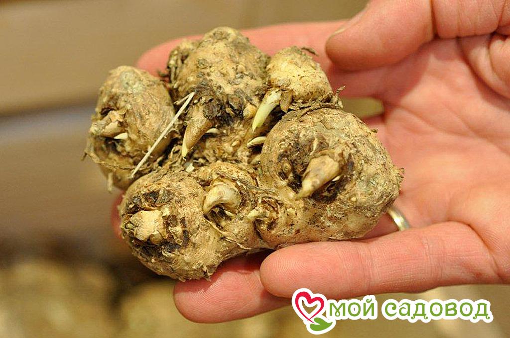 Калла Глейшер